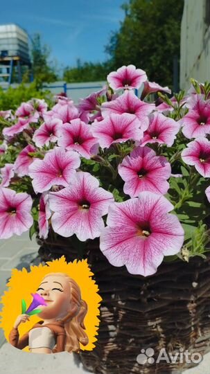 Рассада каскадной, ампельной петунии