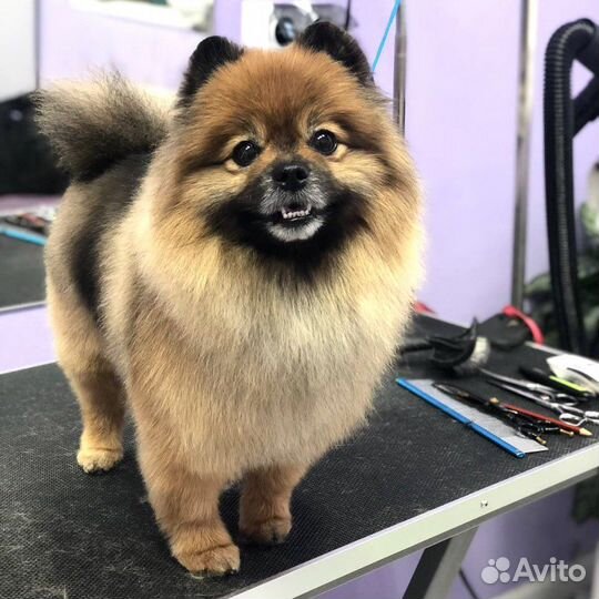 Стрижка собак и кошек груминг