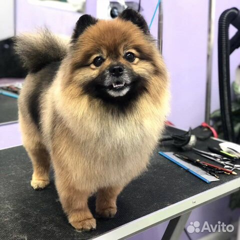 Стрижка собак и кошек груминг