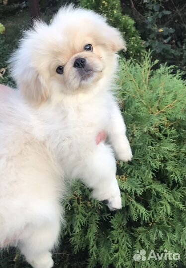 Щенки пекинеса