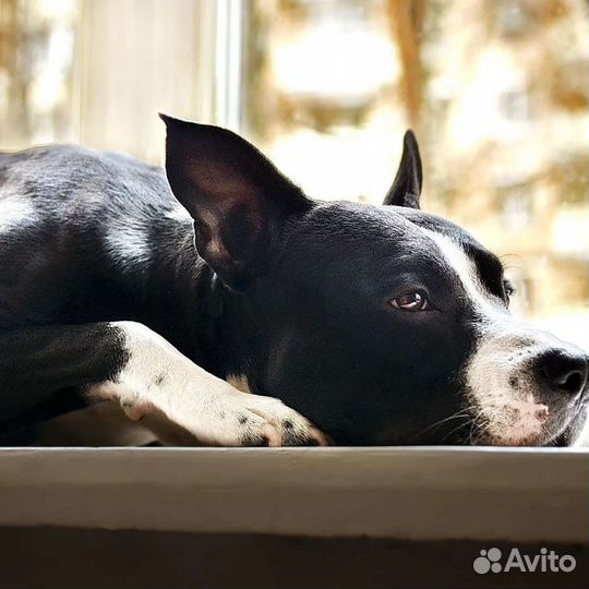 Вязка/Питбуль