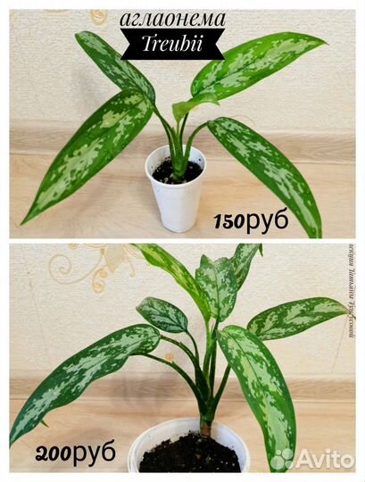 Комнатные цветы,ароидные и др