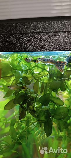 Растения, улитки жёлтые, цветные