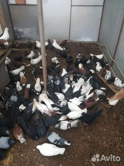 Николаевские голуби