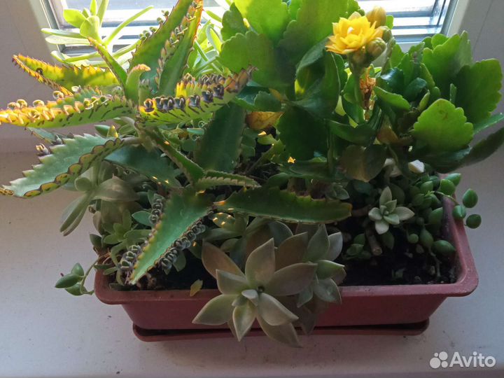 Кактусовый садик, пахиподиум, нолина-слоновья нога