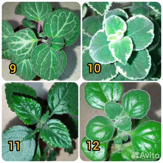 Плектрантус