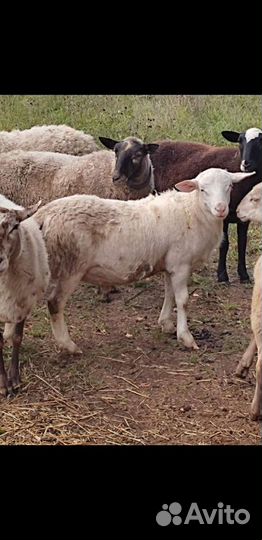 Катумские овцы бараны