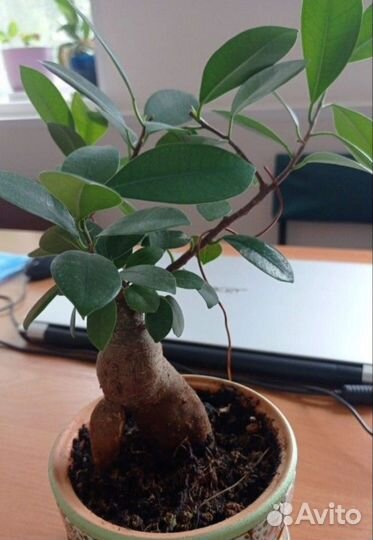 Фикус микрокарпа