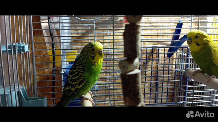 Волнистый попугай