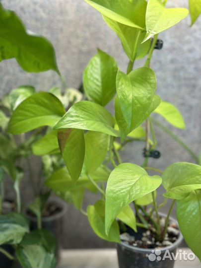 Эпипремнум неон