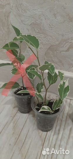 Фикус бенджамина Нина