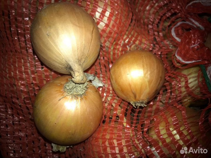 Лук на перо