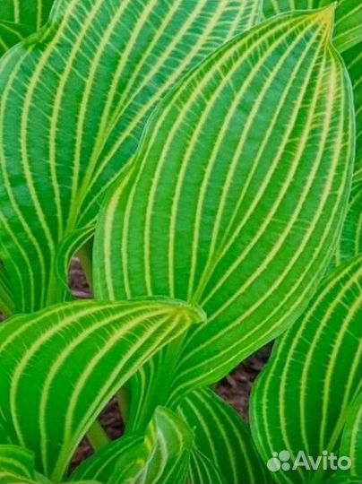 Растения хоста