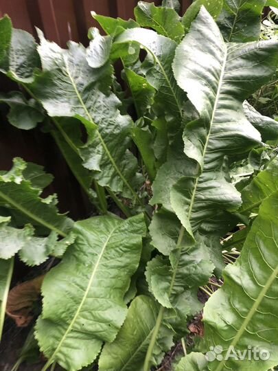 Эстрагон тархун, мята, хрен