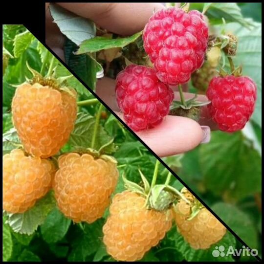 Малина красная и жёлтая ремонтантная саженцы