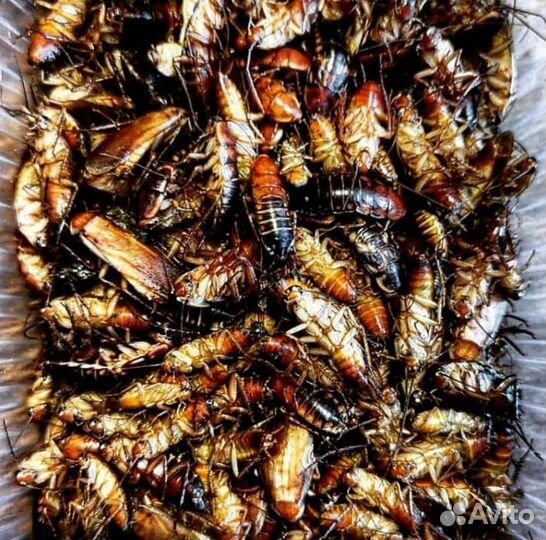 Тараканы, зофобас, мыши и др. Опт и розница