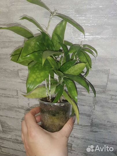 Драцена суркулоза