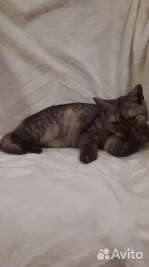 Шотландская