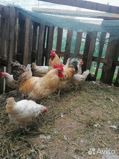 Петух порода царско сельская