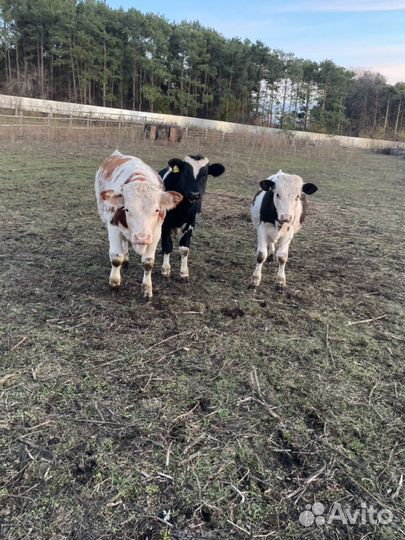 Бычки телята телки