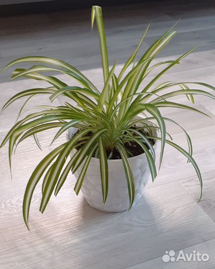 Хлорофитум