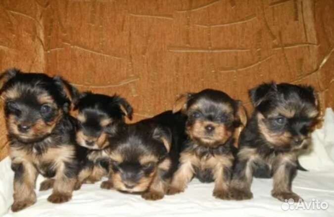 Йоркширский терьер мини