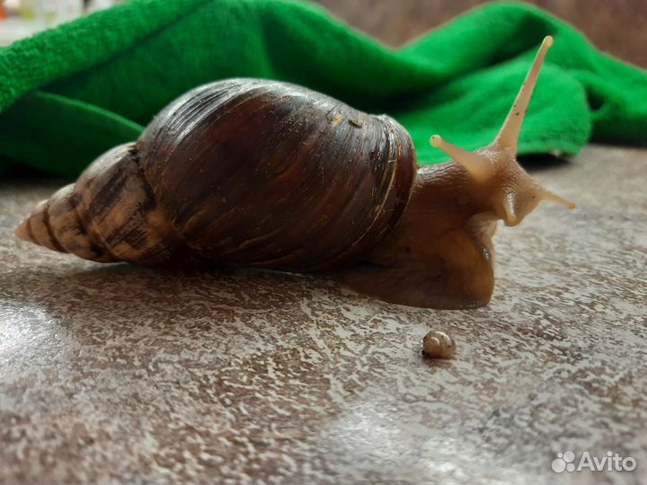 Улитка Ахатина
