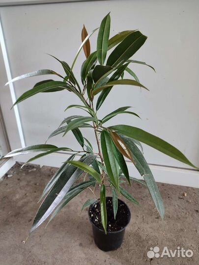 Редкие фикусы