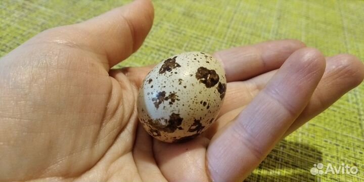 Техасский перепел