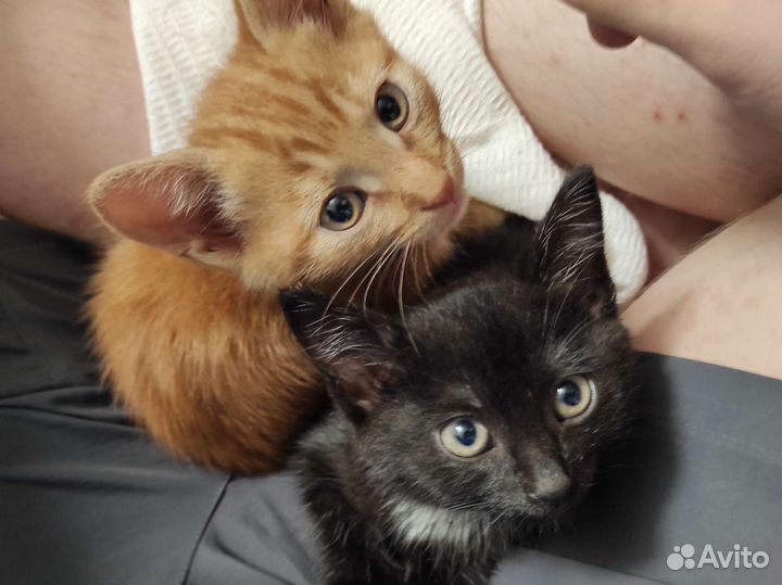 Коты в добрые руки