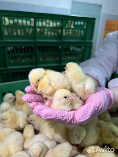 Суточные цыплята бройлеры Cobb-500 и Ross-308