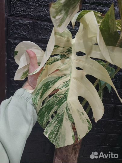 Монстера Тайская