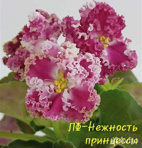 Сортовые фиалки