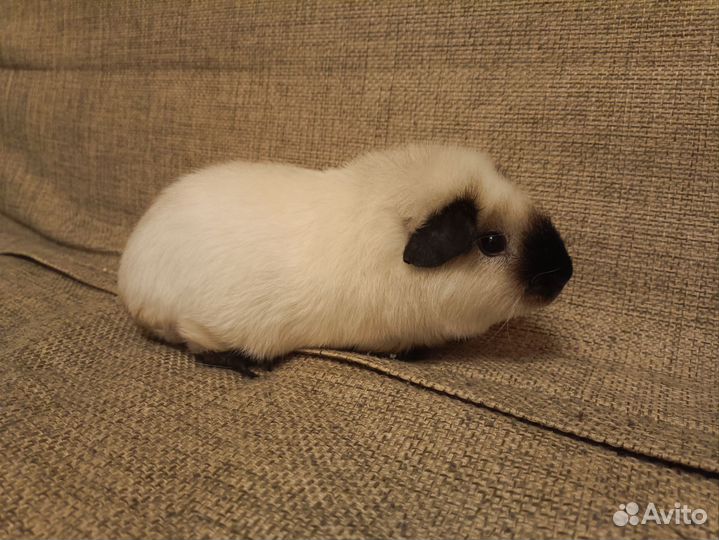 Морская свинка Калифорния