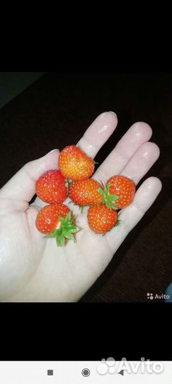 Саженцы и корни клубники