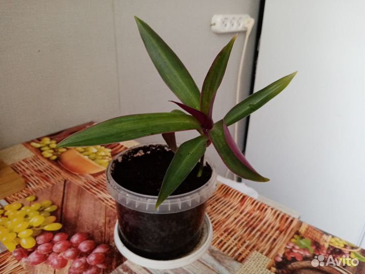 Продам цветы комнатные