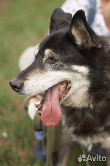 Восточноевропейская овчарка