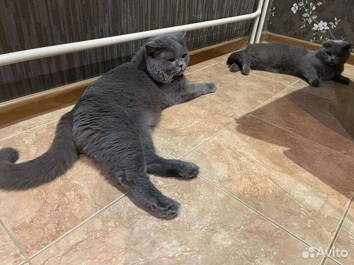 Вязка с британцем