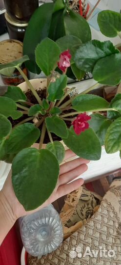 Сортовые фиалки Гиганты