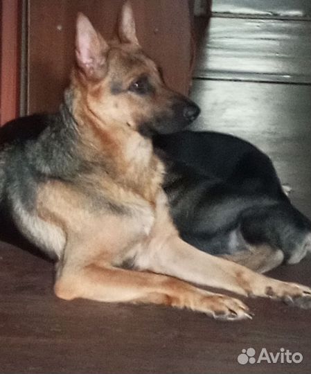 Щенки немецкой овчарки