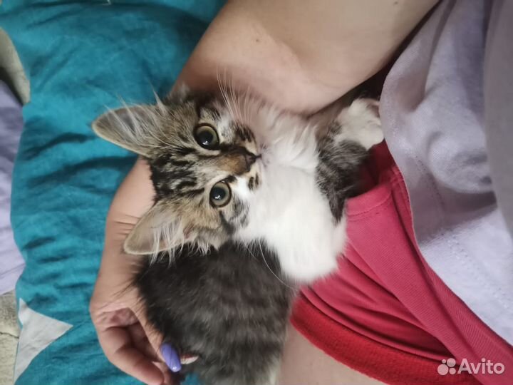 Отдам пушистика в добрые руки