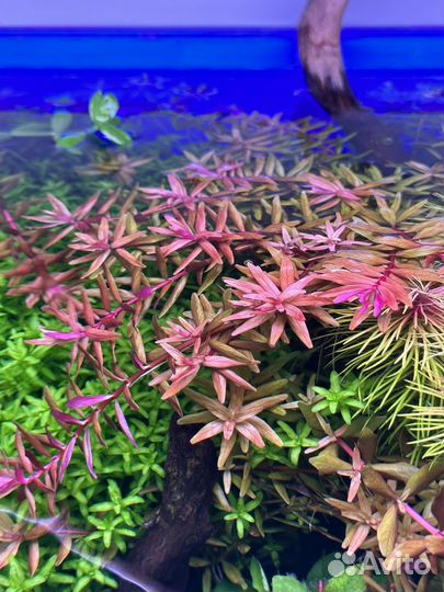 Аквариумные растения