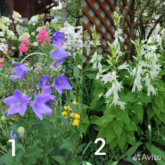 Мак декор., примулы, дицентра, анемона, дельфиниум