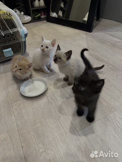 Котята в дар