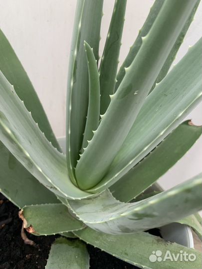 Алоэ вера лечебный