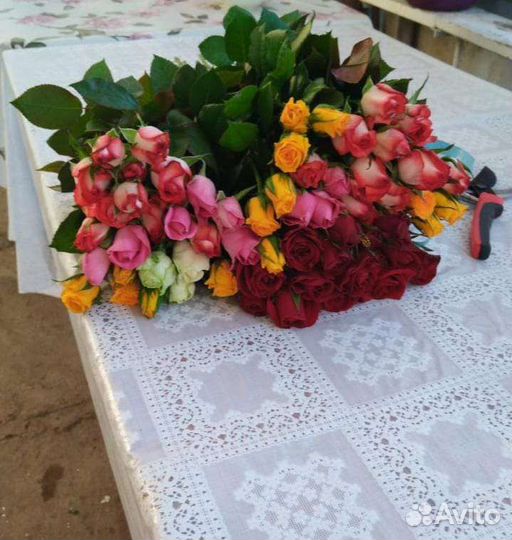 Розы местые оптом