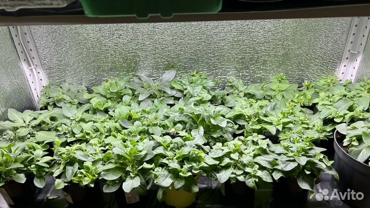 Рассада петунии и калибрахоа