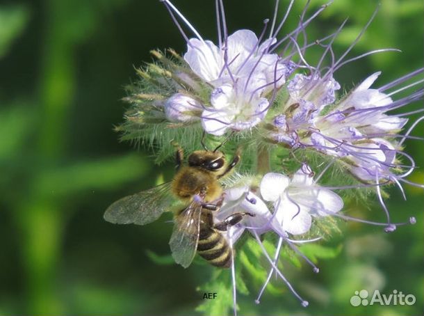 Мёд 2024 года из Алтая опт