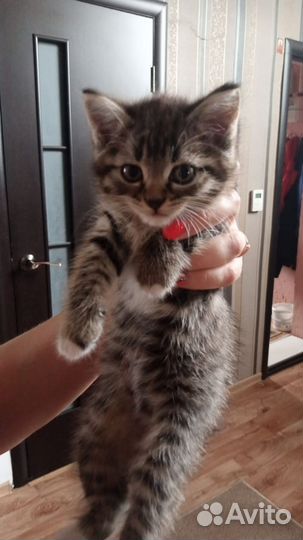 Отдам котёнка в добрые руки, девочка