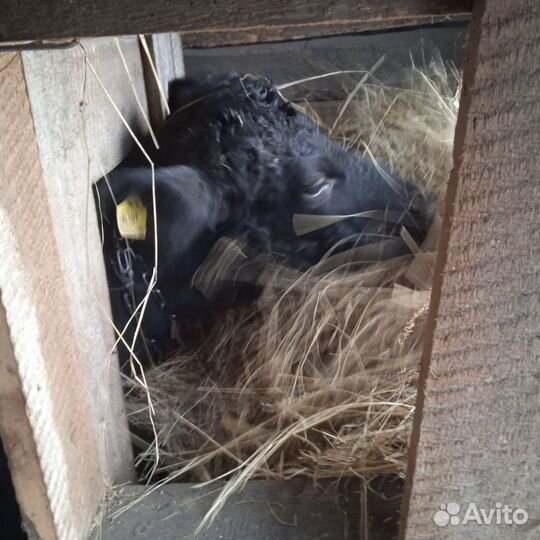 Корова дойная